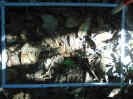 PA_1102_2_105d