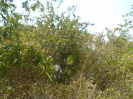 PA_1113_3_173