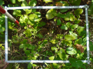 PA_1113_3_174a