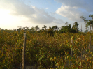 PA_1220_1_138