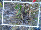 PA_1220_4_155b