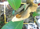 PA_1222_2_101b