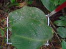 PA_1272_3_171b