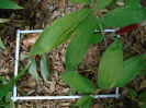 PA_1272_3_172c