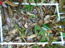 PA_1272_4_175a