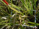 PA_1385_1_48a