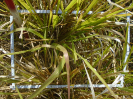 PA_1385_1_51d