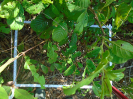 PA_1386_1_29d