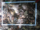 PA_1390_2_76b