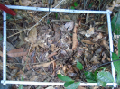 PA_1390_4_88d