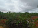 PA_1393_4_111