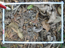 PA_1451_4_1062a