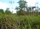 PA_1505_2_984