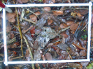 PA_1508_1_64a