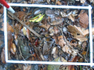 PA_1508_2_72d