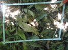 PA_1548_1_47b