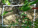 PA_1548_1_48c