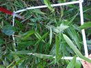 PA_1548_2_51a