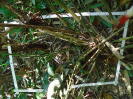 PA_1548_2_53c