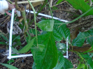 PA_1548_2_54d