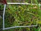 PA_1548_4_64d
