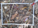 PA_1551_2_59b