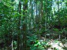 PA_1555_3_829