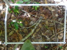 PA_1555_3_830a