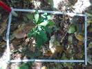 PA_1555_3_833d