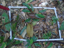 PA_1555_4_838d