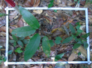 PA_1557_1_607a