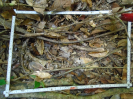 PA_1557_1_608b