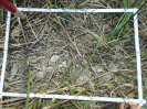 PA_1557_2_612a