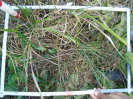 PA_1557_2_615d