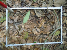 PA_1557_3_620d
