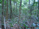 PA_1557_4_621