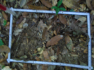 PA_1557_4_625d
