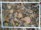 PA_1558_1_1225c