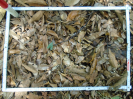 PA_1558_2_1228a