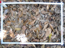 PA_1558_4_1240a
