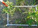 PA_1606_4_794a