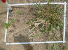 PA_1717_1_431d
