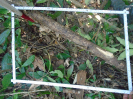 PA_1721_4_196d