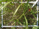 PA_1724_2_788c