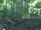 PA_1776_0_43