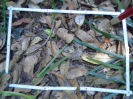 PA_1776_1_47c