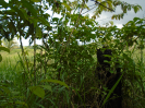 PA_1933_1_906