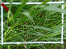 PA_1933_1_907a