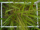 PA_1933_1_909c