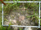 PA_1933_1_910d